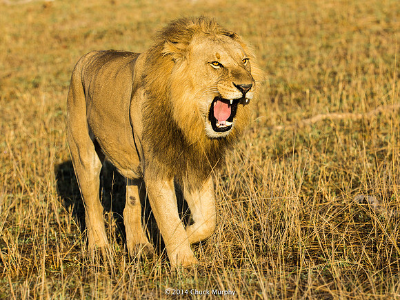 This is just a big yawn. Unfortunately, I never did hear one roar.