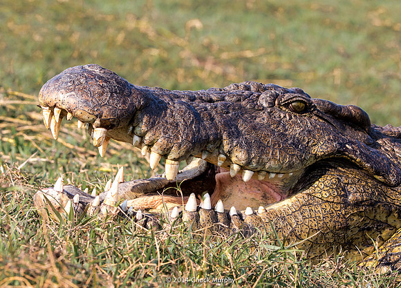 Happy Croc