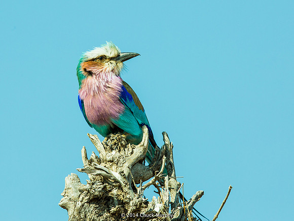 Lilac-breasted Roller, about the prettiest bird I've ever seen anywhere.