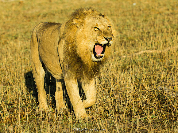 This is just a big yawn. Unfortunately, I never did hear one roar.