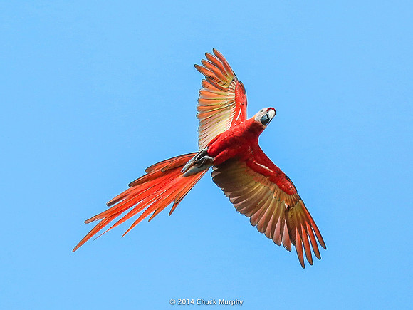 Flight shot, Scarlet Macaw