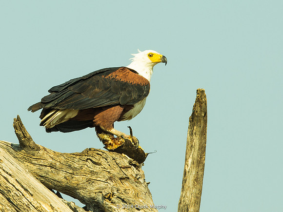 Fish Eagle: "Do not even think of coming by for some of my catfish lunch."
