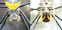Close-ups of a Joro head, dorsal and ventral views