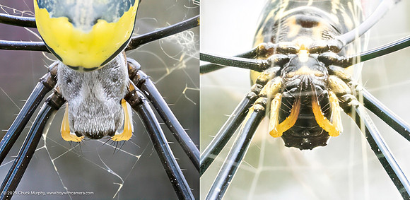 Close-ups of a Joro head, dorsal and ventral views