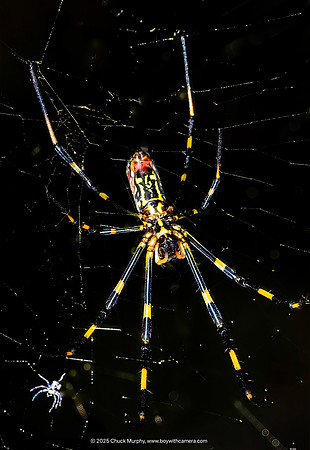 Male and female Joro at night