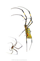 Male & Female Joro