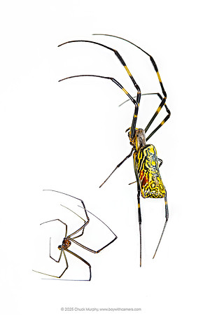 Male & Female Joro