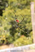 Male and female Joros