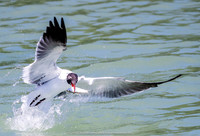 Lucky Laughing Gull with lunch, Tampa Bay
