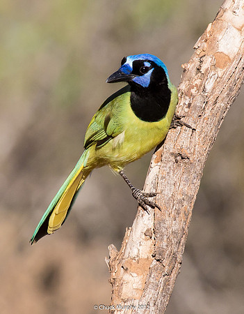 Green Jay