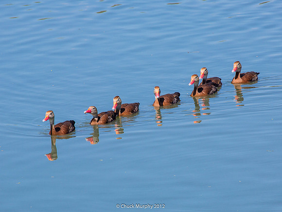 Black-bellied Whistling Ducks