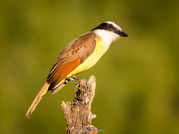 Great Kiskadee