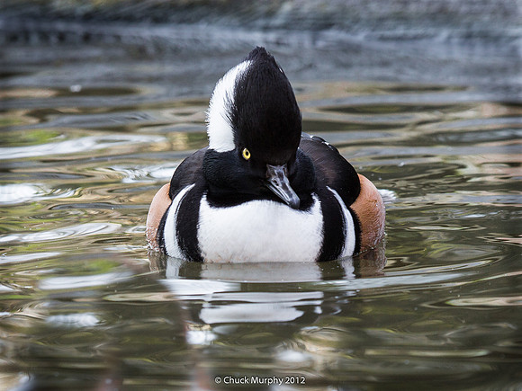 Hooded Merganser