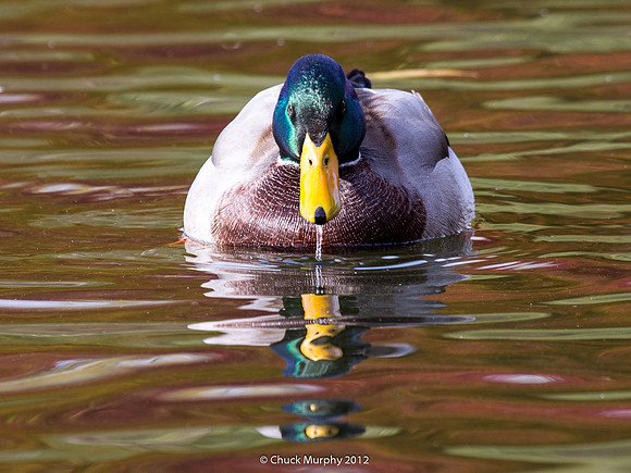Mallard