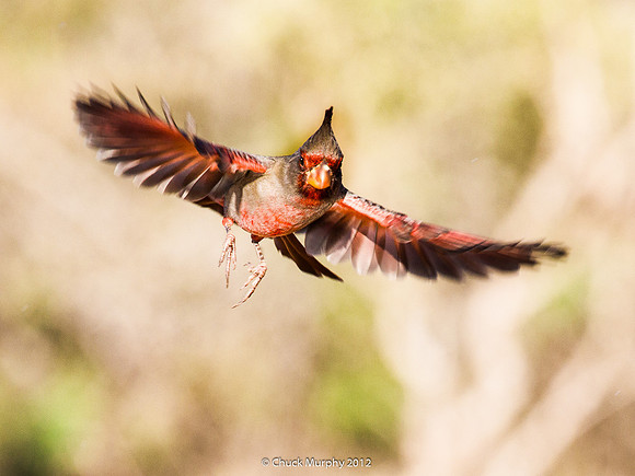 Male Pyrrhuloxia also known as the Desert Cardinal