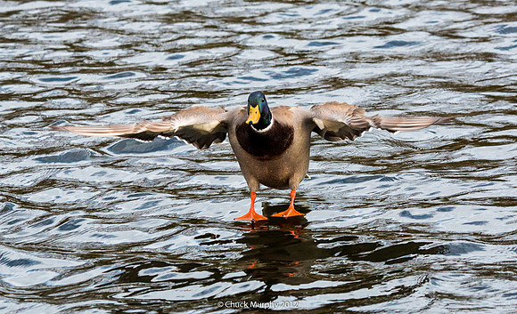 Mallard on final approach for landing