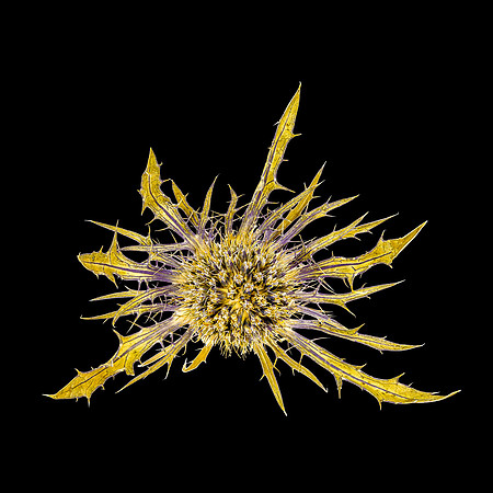 27. Blue Star Thistle