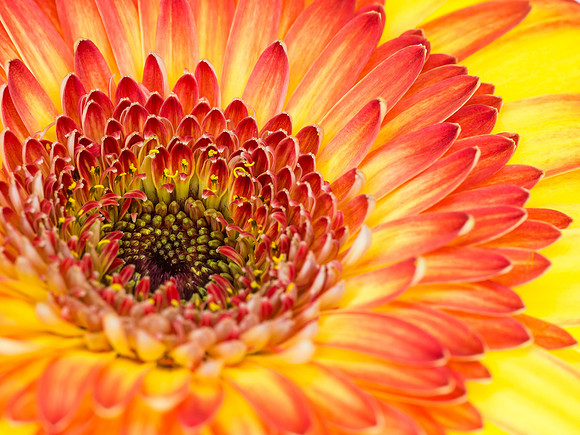 26.Gerbera Portrait