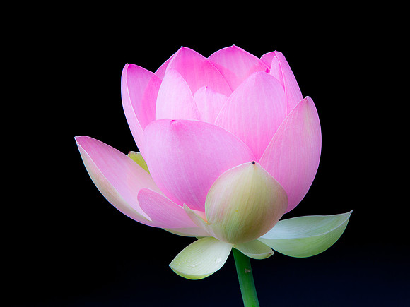31. The Pink Lotus