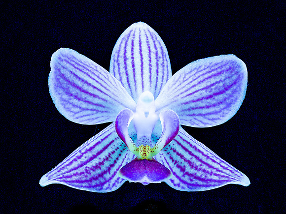 32. Angelica