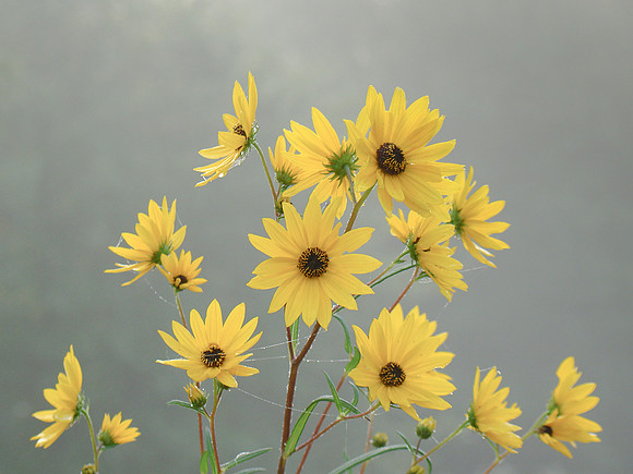 Alternate; not in the show at this time. "Misty Morning, You My Brown-Eyed Girl"