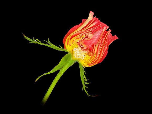 30b. Half a Rose is Better than One