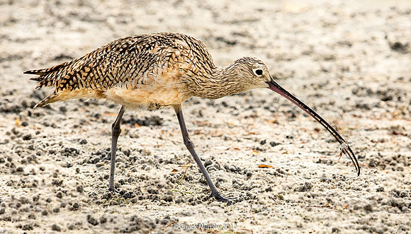 Long-billed Curlew, snacking on a sand crab