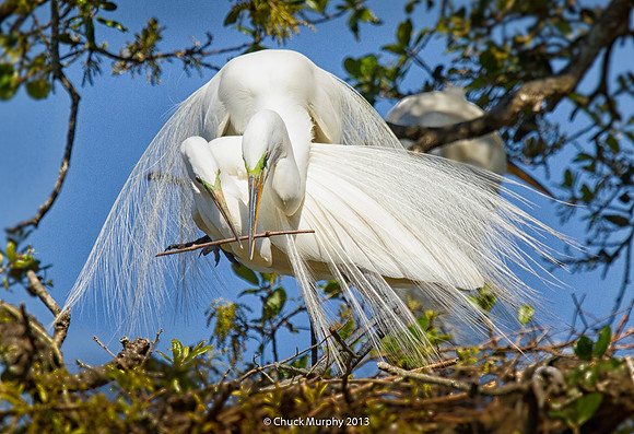 Great Egrets, cooperative nest building