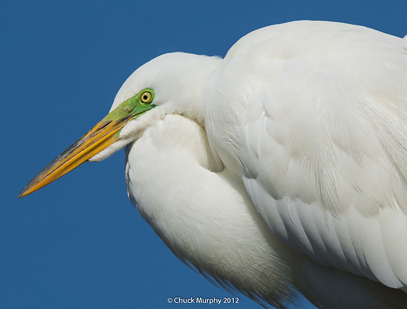 Great Egret, breeding plumage