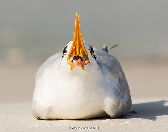 Royal Tern Abstract