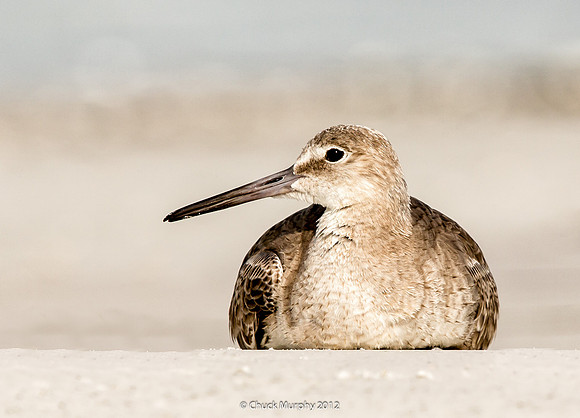 Willet, parked