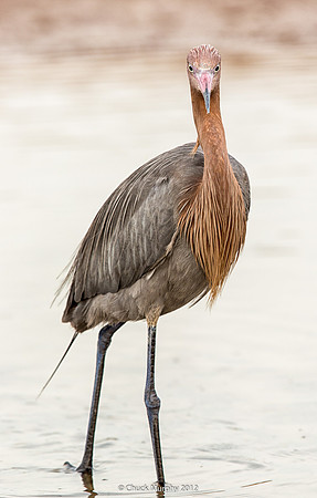 Reddish Egret: Here's lookin' at you kid.