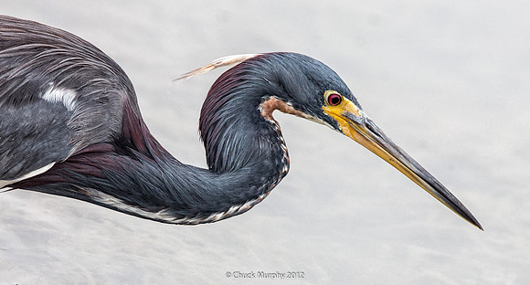Tricolored Heron