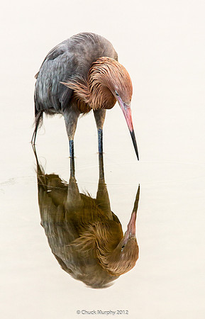 Reddish Egret: Mirror, mirror . . . Where's my breakfast?