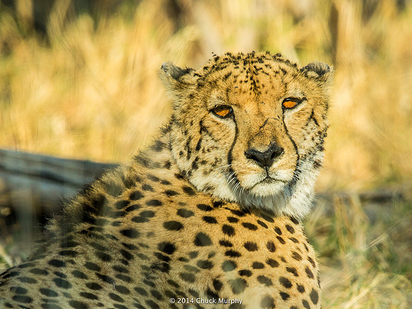 Unlike Lions and Leopards, Cheetahs are shy and skittish. This is about the only decent shot I got of one.
