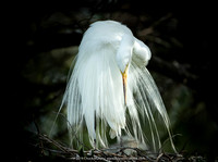 Preening Great Egret, Alligator Farm, St. Augustine