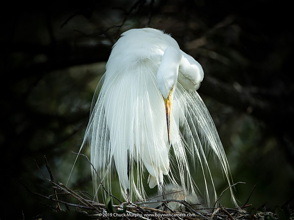 Preening Great Egret, Alligator Farm, St. Augustine