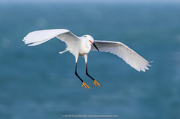 Final Approach, Snowy Egret, Ft. DeSoto Park