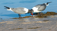 Merged Laughing Gulls, Ft. DeSoto Park
