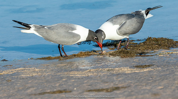 Merged Laughing Gulls, Ft. DeSoto Park