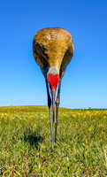 iPhone shot, Sandhill Crane, Lake Weohyakapka, Indian Lake Estates