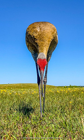 iPhone shot, Sandhill Crane, Lake Weohyakapka, Indian Lake Estates