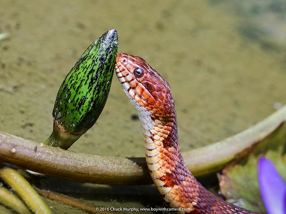 Northern Watersnake, Nerodia sipedon
