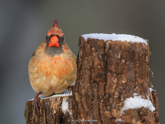 Still life with Cardinal