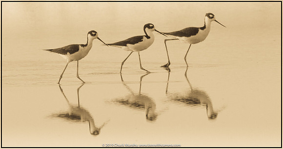 Stilt times three times two.