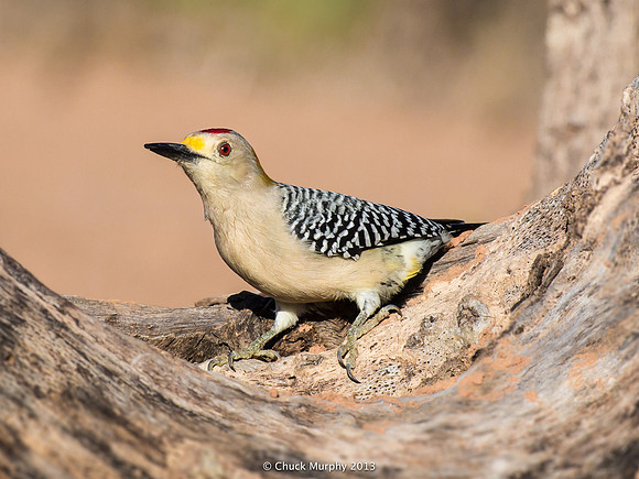 Golden-fronted Woodpecker