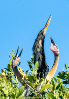 Mom and baby Anhingas, Tampa Bay