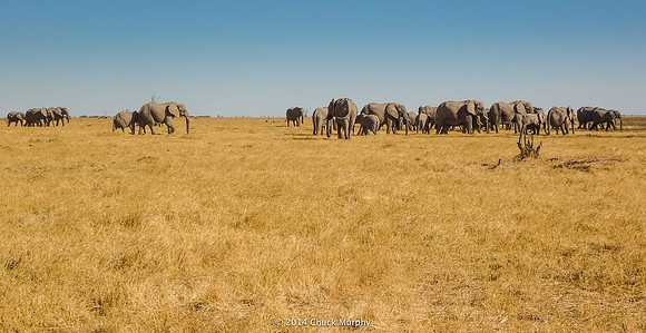 Okavango vista
