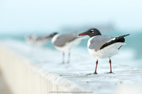 Laughing Gulls in perspective, Ft. DeSoto Park