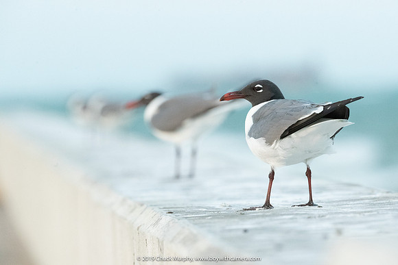 Laughing Gulls in perspective, Ft. DeSoto Park